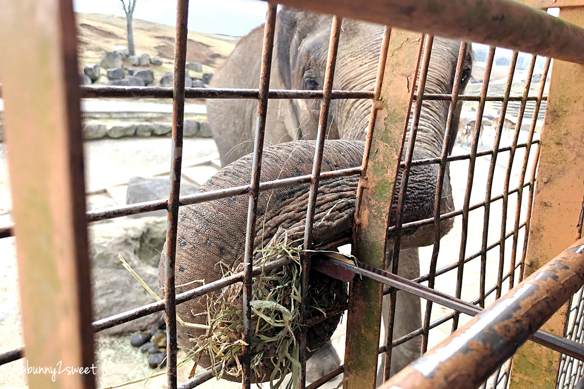 九州親子景點》九州自然野生動物園 African Safari～搭乘叢林巴士近距離餵獅子、看長頸鹿、餵大象，還有可愛動物可以互動 @兔兒毛毛姊妹花