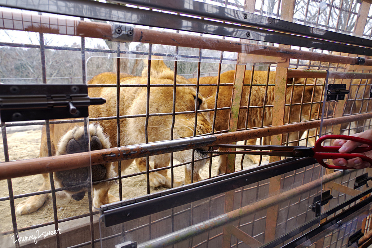 九州親子景點》九州自然野生動物園 African Safari～搭乘叢林巴士近距離餵獅子、看長頸鹿、餵大象，還有可愛動物可以互動 @兔兒毛毛姊妹花