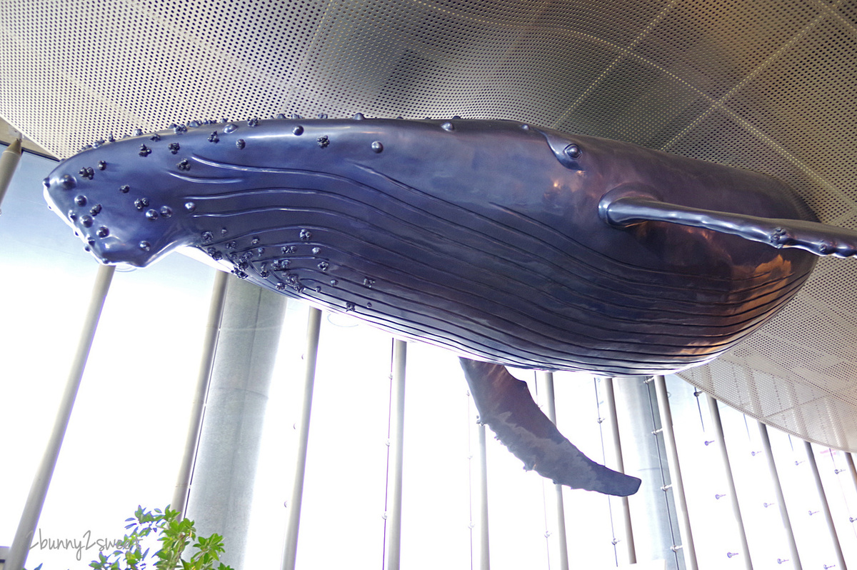 九州大分親子景點》大分海洋宮殿水族館 海之卵｜うみたまご～未來感白色蛋形展覽廳 x 超萌海洋生物室內遊戲區 x 海獺、海獅、海象、鵜鶘大明星表演 x 近距離與海豚玩耍戲水池～九州大分室內景點｜雨天景點 @兔兒毛毛姊妹花