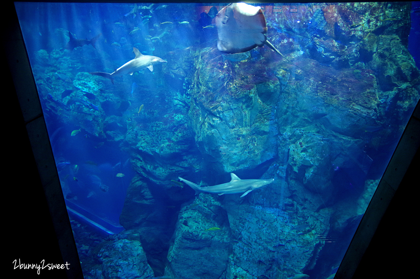 九州大分親子景點》大分海洋宮殿水族館 海之卵｜うみたまご～未來感白色蛋形展覽廳 x 超萌海洋生物室內遊戲區 x 海獺、海獅、海象、鵜鶘大明星表演 x 近距離與海豚玩耍戲水池～九州大分室內景點｜雨天景點 @兔兒毛毛姊妹花