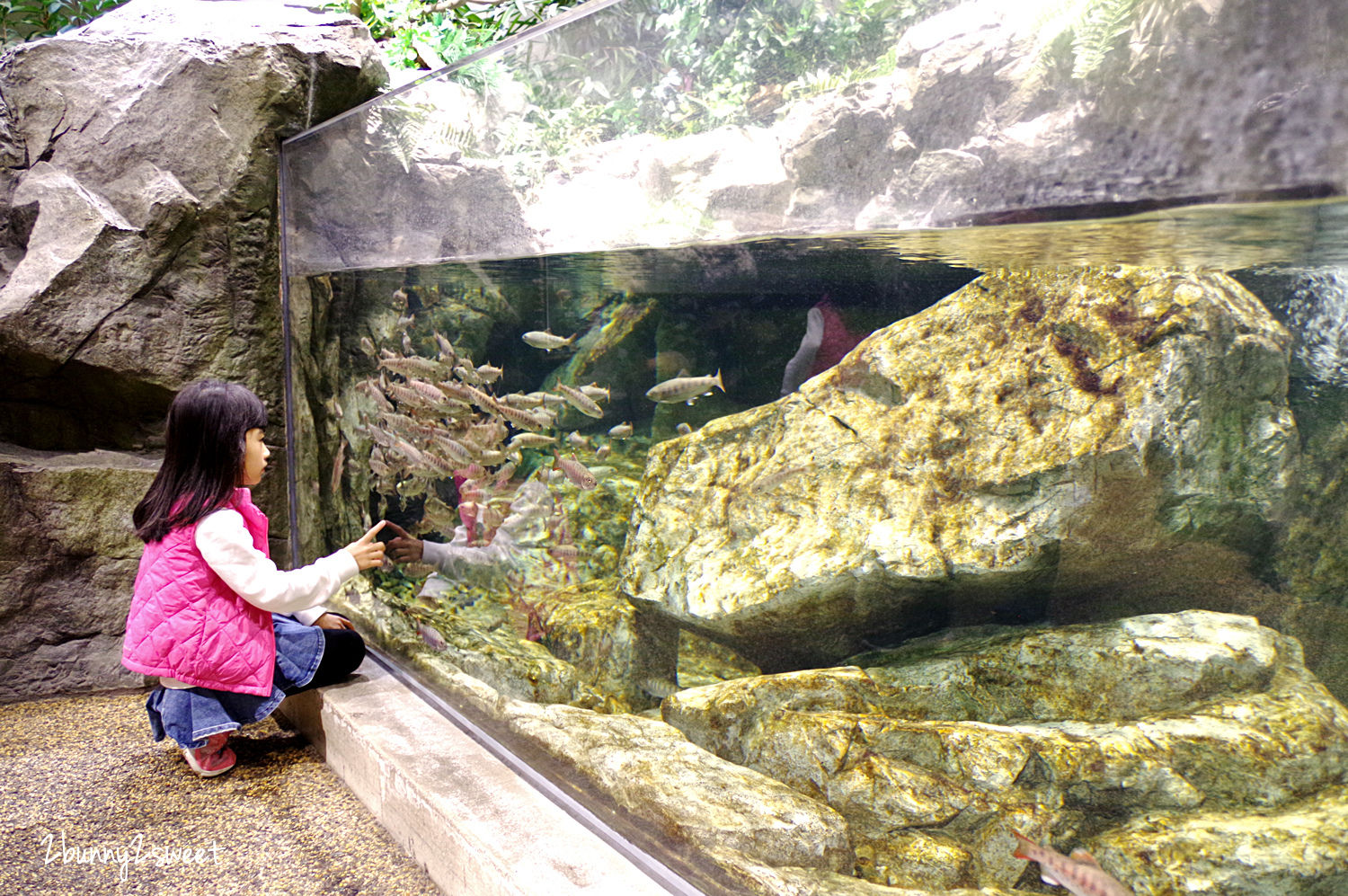 九州大分親子景點》大分海洋宮殿水族館 海之卵｜うみたまご～未來感白色蛋形展覽廳 x 超萌海洋生物室內遊戲區 x 海獺、海獅、海象、鵜鶘大明星表演 x 近距離與海豚玩耍戲水池～九州大分室內景點｜雨天景點 @兔兒毛毛姊妹花