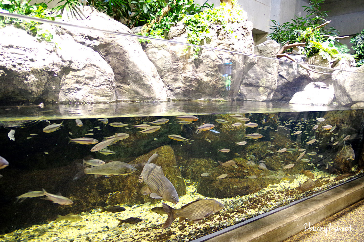 九州大分親子景點》大分海洋宮殿水族館 海之卵｜うみたまご～未來感白色蛋形展覽廳 x 超萌海洋生物室內遊戲區 x 海獺、海獅、海象、鵜鶘大明星表演 x 近距離與海豚玩耍戲水池～九州大分室內景點｜雨天景點 @兔兒毛毛姊妹花