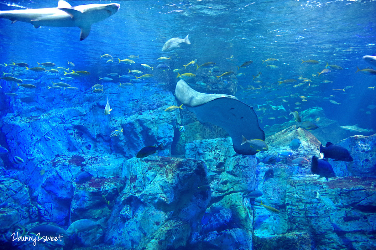 九州大分親子景點》大分海洋宮殿水族館 海之卵｜うみたまご～未來感白色蛋形展覽廳 x 超萌海洋生物室內遊戲區 x 海獺、海獅、海象、鵜鶘大明星表演 x 近距離與海豚玩耍戲水池～九州大分室內景點｜雨天景點 @兔兒毛毛姊妹花