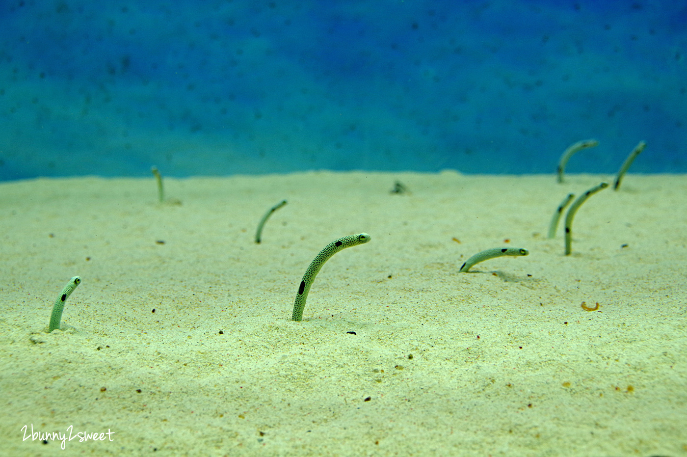 九州大分親子景點》大分海洋宮殿水族館 海之卵｜うみたまご～未來感白色蛋形展覽廳 x 超萌海洋生物室內遊戲區 x 海獺、海獅、海象、鵜鶘大明星表演 x 近距離與海豚玩耍戲水池～九州大分室內景點｜雨天景點 @兔兒毛毛姊妹花