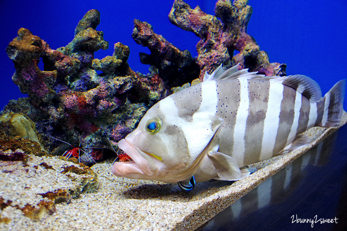 九州大分親子景點》大分海洋宮殿水族館 海之卵｜うみたまご～未來感白色蛋形展覽廳 x 超萌海洋生物室內遊戲區 x 海獺、海獅、海象、鵜鶘大明星表演 x 近距離與海豚玩耍戲水池～九州大分室內景點｜雨天景點 @兔兒毛毛姊妹花