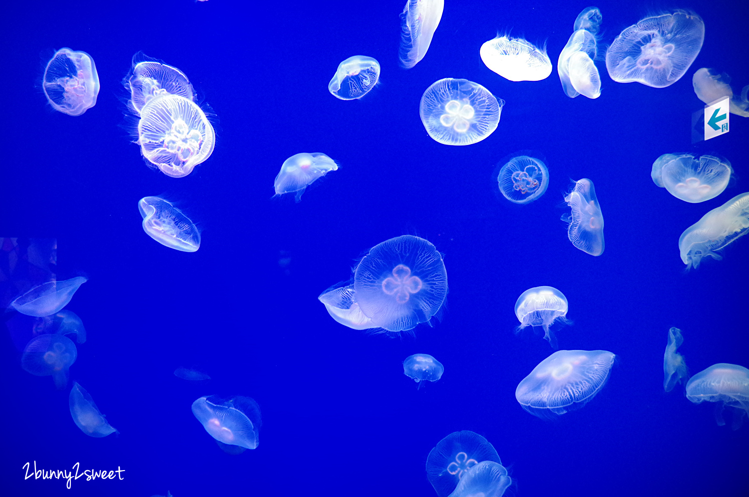 九州大分親子景點》大分海洋宮殿水族館 海之卵｜うみたまご～未來感白色蛋形展覽廳 x 超萌海洋生物室內遊戲區 x 海獺、海獅、海象、鵜鶘大明星表演 x 近距離與海豚玩耍戲水池～九州大分室內景點｜雨天景點 @兔兒毛毛姊妹花