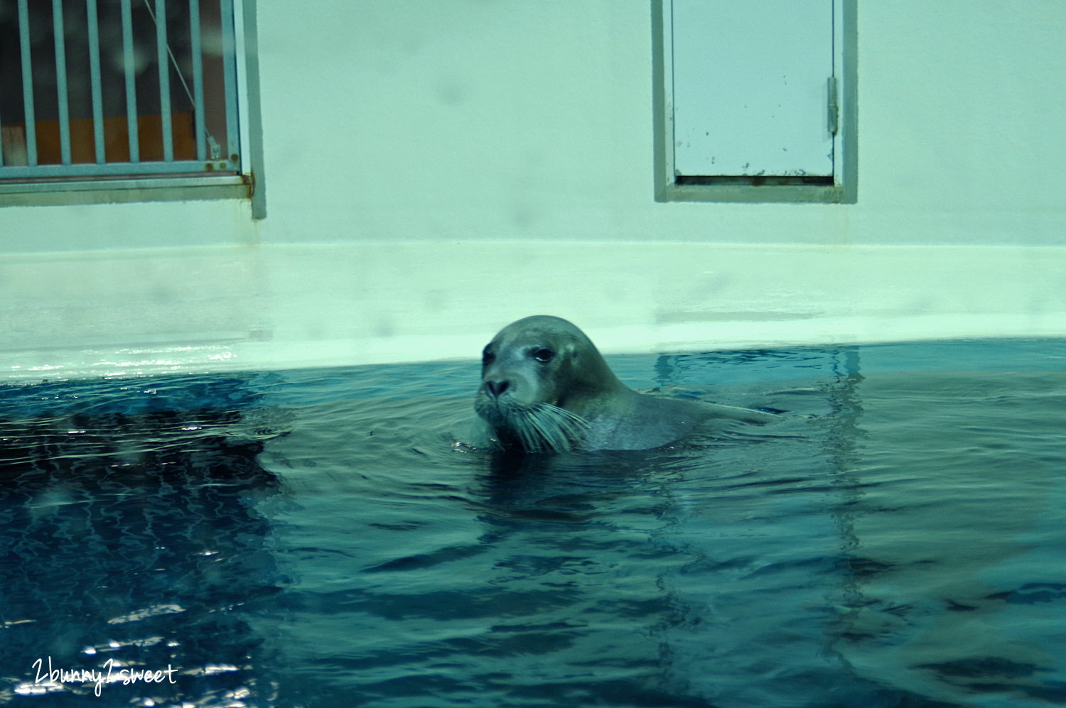 九州大分親子景點》大分海洋宮殿水族館 海之卵｜うみたまご～未來感白色蛋形展覽廳 x 超萌海洋生物室內遊戲區 x 海獺、海獅、海象、鵜鶘大明星表演 x 近距離與海豚玩耍戲水池～九州大分室內景點｜雨天景點 @兔兒毛毛姊妹花