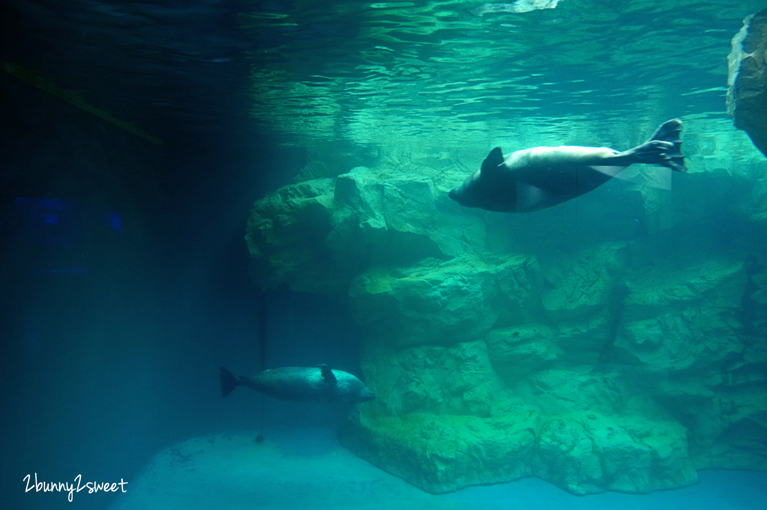 九州大分親子景點》大分海洋宮殿水族館 海之卵｜うみたまご～未來感白色蛋形展覽廳 x 超萌海洋生物室內遊戲區 x 海獺、海獅、海象、鵜鶘大明星表演 x 近距離與海豚玩耍戲水池～九州大分室內景點｜雨天景點 @兔兒毛毛姊妹花