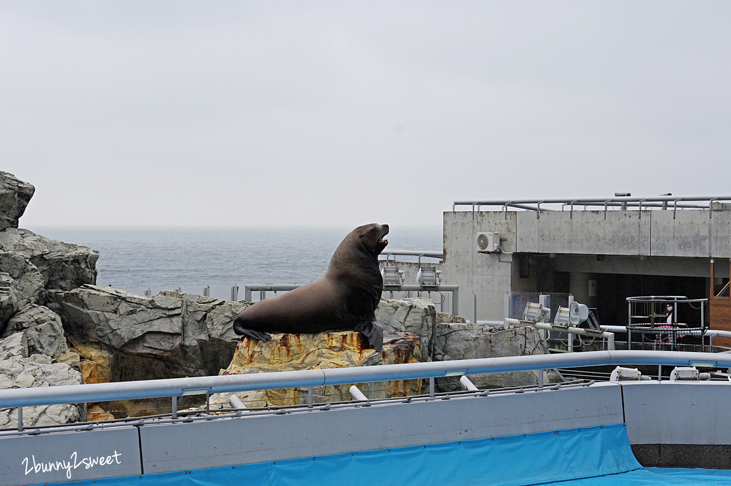 九州大分親子景點》大分海洋宮殿水族館 海之卵｜うみたまご～未來感白色蛋形展覽廳 x 超萌海洋生物室內遊戲區 x 海獺、海獅、海象、鵜鶘大明星表演 x 近距離與海豚玩耍戲水池～九州大分室內景點｜雨天景點 @兔兒毛毛姊妹花