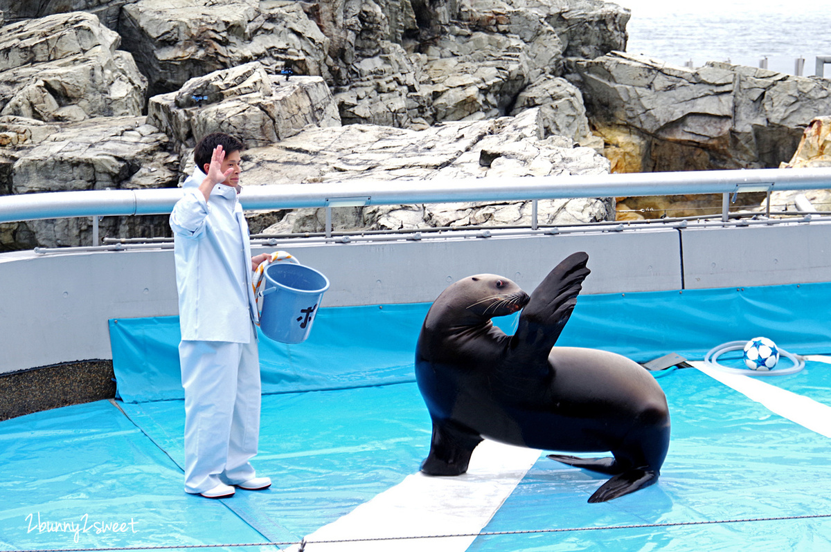 九州大分親子景點》大分海洋宮殿水族館 海之卵｜うみたまご～未來感白色蛋形展覽廳 x 超萌海洋生物室內遊戲區 x 海獺、海獅、海象、鵜鶘大明星表演 x 近距離與海豚玩耍戲水池～九州大分室內景點｜雨天景點 @兔兒毛毛姊妹花