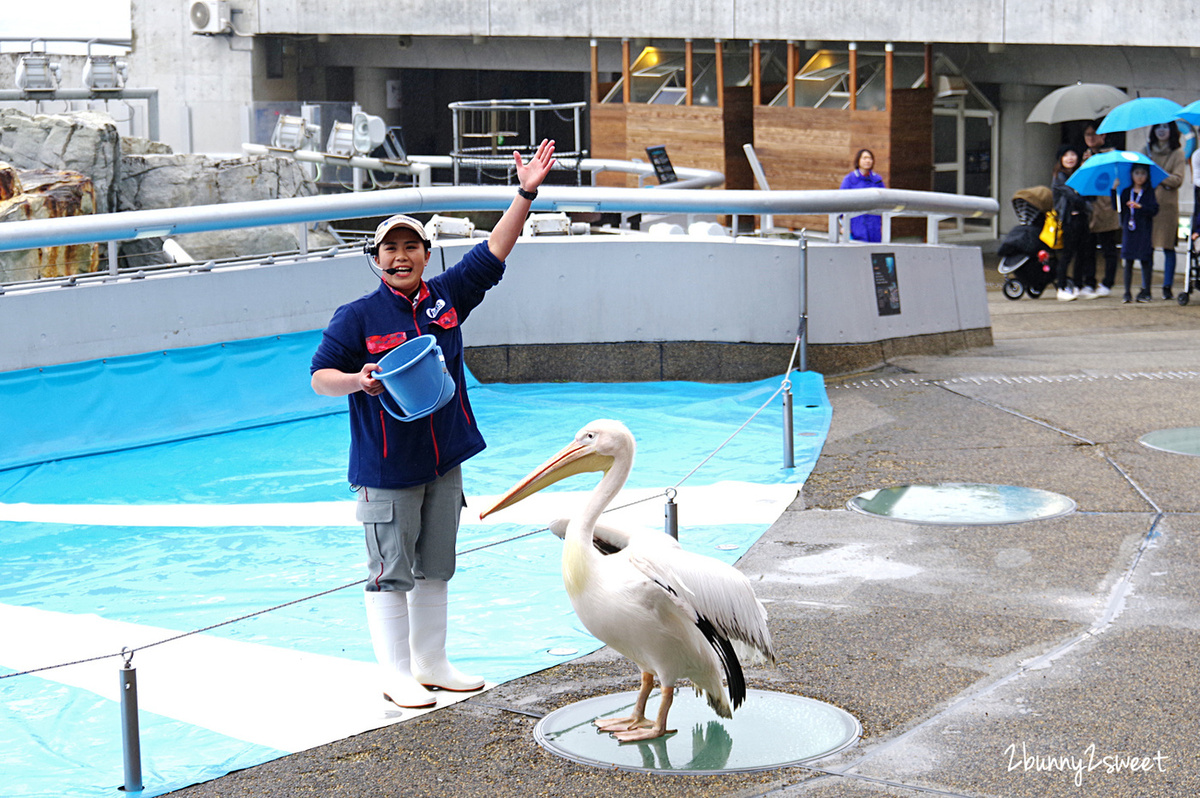 九州大分親子景點》大分海洋宮殿水族館 海之卵｜うみたまご～未來感白色蛋形展覽廳 x 超萌海洋生物室內遊戲區 x 海獺、海獅、海象、鵜鶘大明星表演 x 近距離與海豚玩耍戲水池～九州大分室內景點｜雨天景點 @兔兒毛毛姊妹花