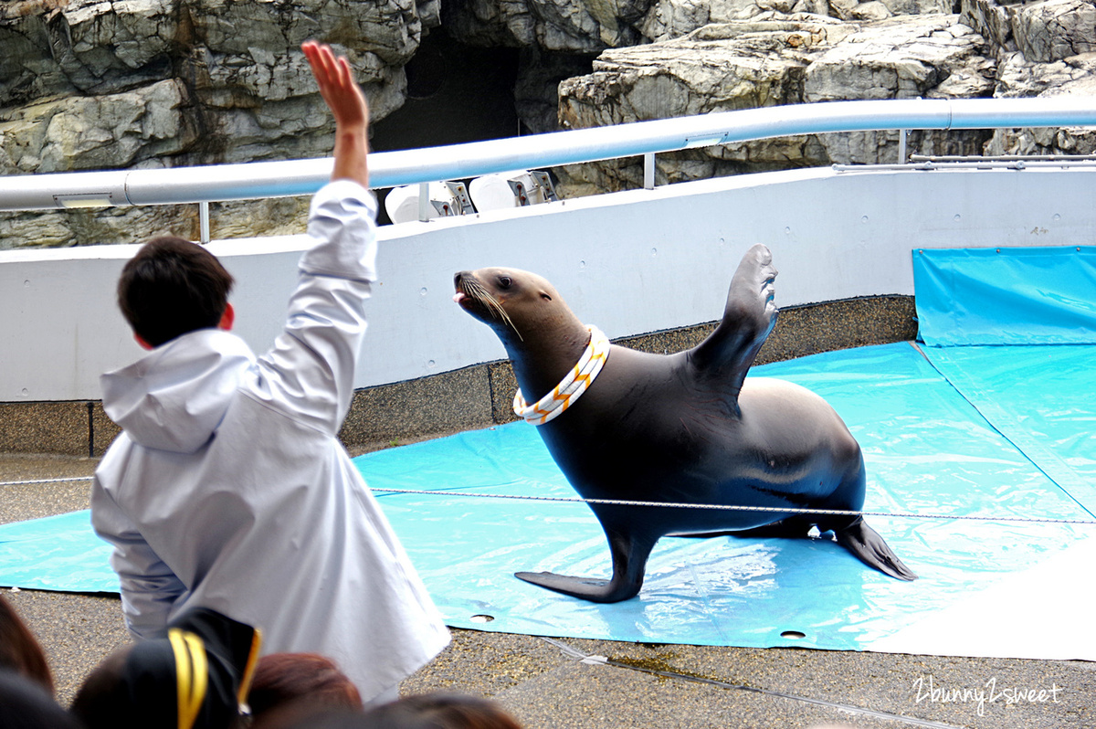 九州大分親子景點》大分海洋宮殿水族館 海之卵｜うみたまご～未來感白色蛋形展覽廳 x 超萌海洋生物室內遊戲區 x 海獺、海獅、海象、鵜鶘大明星表演 x 近距離與海豚玩耍戲水池～九州大分室內景點｜雨天景點 @兔兒毛毛姊妹花