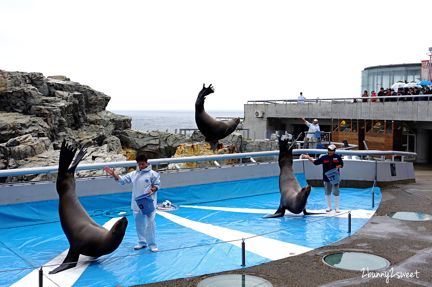 九州大分親子景點》大分海洋宮殿水族館 海之卵｜うみたまご～未來感白色蛋形展覽廳 x 超萌海洋生物室內遊戲區 x 海獺、海獅、海象、鵜鶘大明星表演 x 近距離與海豚玩耍戲水池～九州大分室內景點｜雨天景點 @兔兒毛毛姊妹花