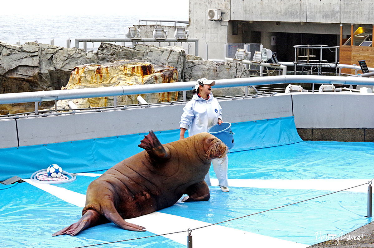 九州大分親子景點》大分海洋宮殿水族館 海之卵｜うみたまご～未來感白色蛋形展覽廳 x 超萌海洋生物室內遊戲區 x 海獺、海獅、海象、鵜鶘大明星表演 x 近距離與海豚玩耍戲水池～九州大分室內景點｜雨天景點 @兔兒毛毛姊妹花