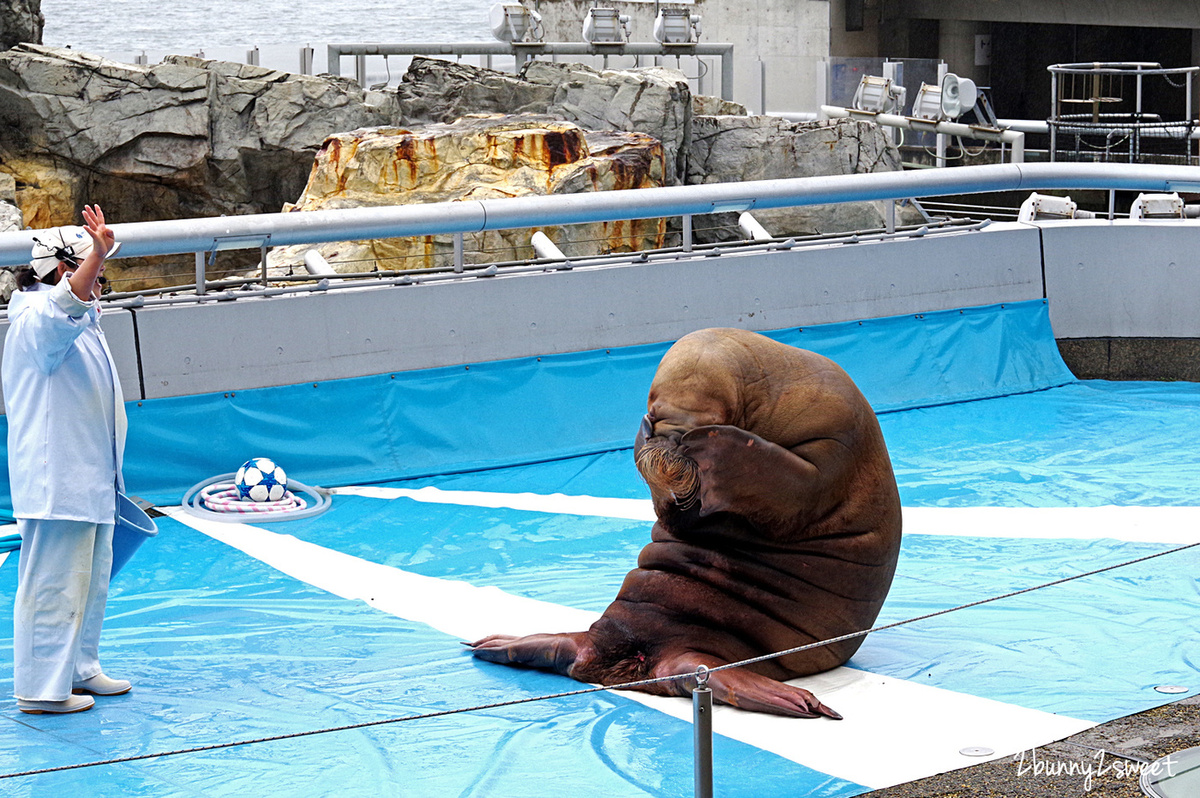 九州大分親子景點》大分海洋宮殿水族館 海之卵｜うみたまご～未來感白色蛋形展覽廳 x 超萌海洋生物室內遊戲區 x 海獺、海獅、海象、鵜鶘大明星表演 x 近距離與海豚玩耍戲水池～九州大分室內景點｜雨天景點 @兔兒毛毛姊妹花