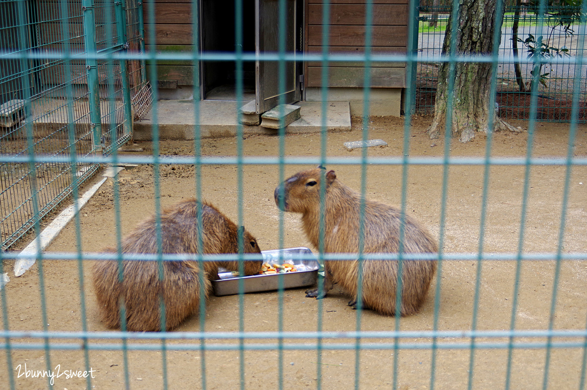 九州福岡特色公園》海之中道海濱公園｜海の中道海浜公園～雲朵蹦蹦床 x 超長溜滑梯 x 水上攀爬網 x 可愛動物區 x 夏季戲水池～親子遊福岡必玩超大型國營公園 @兔兒毛毛姊妹花