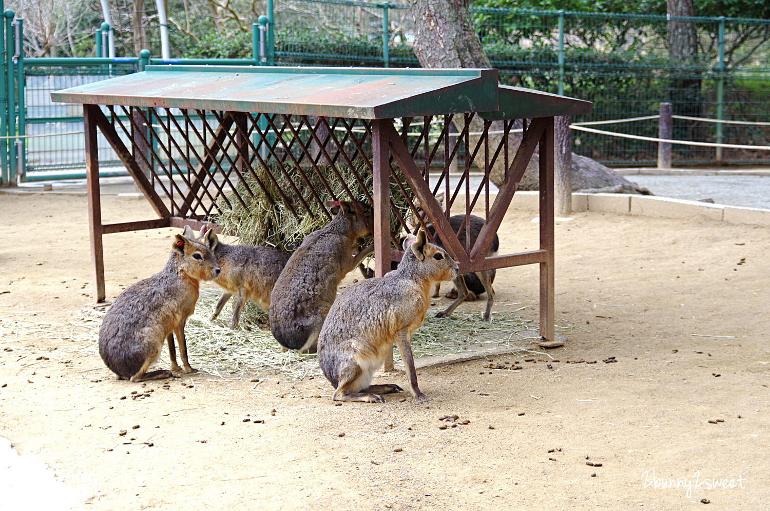 九州福岡特色公園》海之中道海濱公園｜海の中道海浜公園～雲朵蹦蹦床 x 超長溜滑梯 x 水上攀爬網 x 可愛動物區 x 夏季戲水池～親子遊福岡必玩超大型國營公園 @兔兒毛毛姊妹花