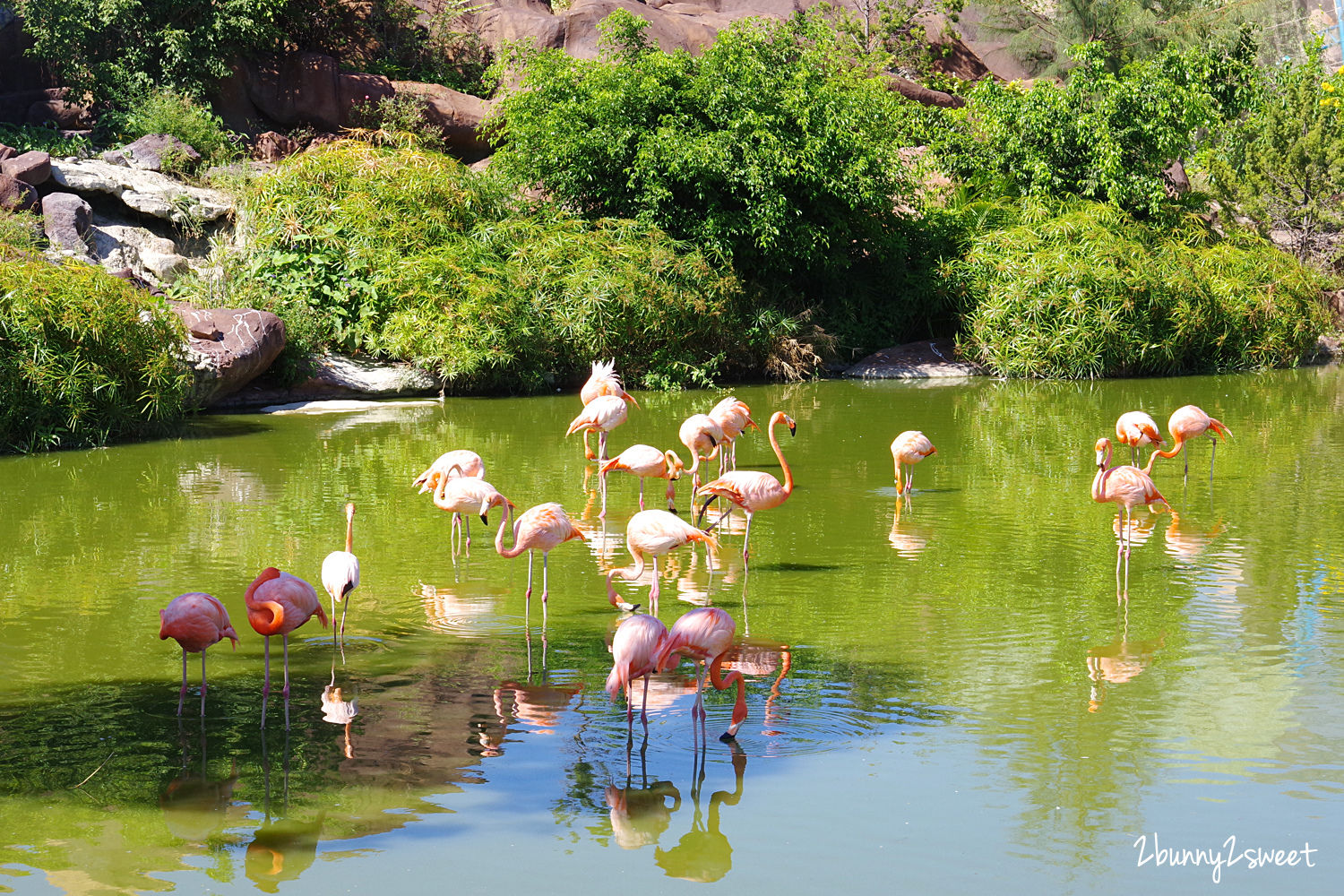 芽莊景點》芽莊珍珠島樂園 Vinpearl Land Nha Trang～陸上樂園、水上樂園，還有海底隧道水族館和動物園～親子必遊「越南迪士尼」真的好好拍也好好玩 @兔兒毛毛姊妹花