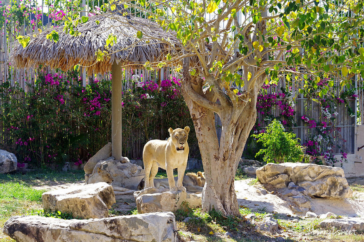 芽莊景點》芽莊珍珠島樂園 Vinpearl Land Nha Trang～陸上樂園、水上樂園，還有海底隧道水族館和動物園～親子必遊「越南迪士尼」真的好好拍也好好玩 @兔兒毛毛姊妹花