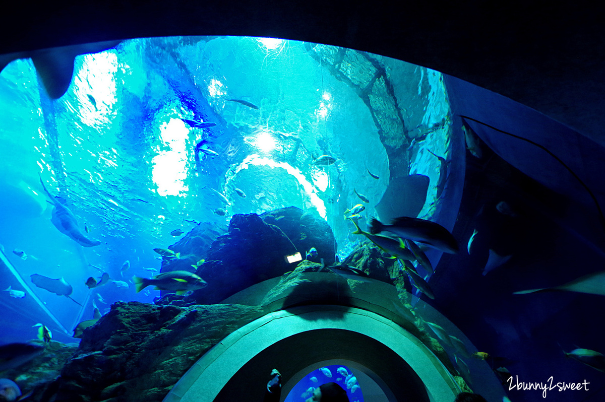 九州大分親子景點》大分海洋宮殿水族館 海之卵｜うみたまご～未來感白色蛋形展覽廳 x 超萌海洋生物室內遊戲區 x 海獺、海獅、海象、鵜鶘大明星表演 x 近距離與海豚玩耍戲水池～九州大分室內景點｜雨天景點 @兔兒毛毛姊妹花