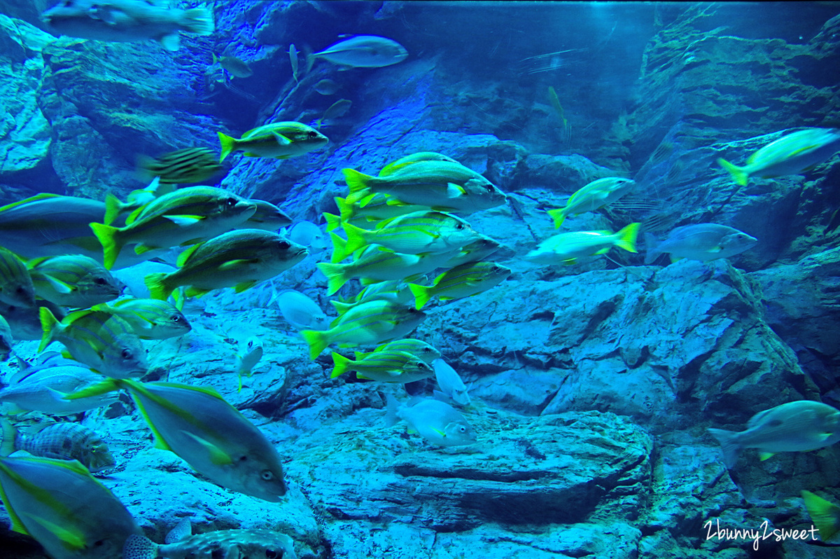 九州大分親子景點》大分海洋宮殿水族館 海之卵｜うみたまご～未來感白色蛋形展覽廳 x 超萌海洋生物室內遊戲區 x 海獺、海獅、海象、鵜鶘大明星表演 x 近距離與海豚玩耍戲水池～九州大分室內景點｜雨天景點 @兔兒毛毛姊妹花