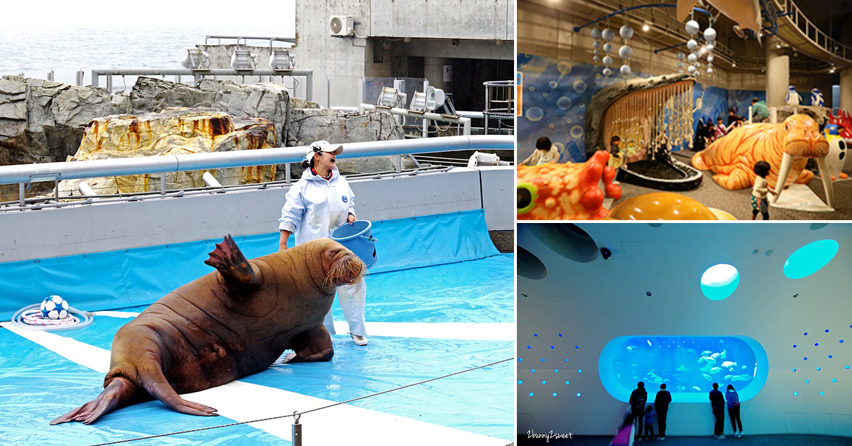 九州大分親子景點》大分海洋宮殿水族館 海之卵｜うみたまご～未來感白色蛋形展覽廳 x 超萌海洋生物室內遊戲區 x 海獺、海獅、海象、鵜鶘大明星表演 x 近距離與海豚玩耍戲水池～九州大分室內景點｜雨天景點 @兔兒毛毛姊妹花