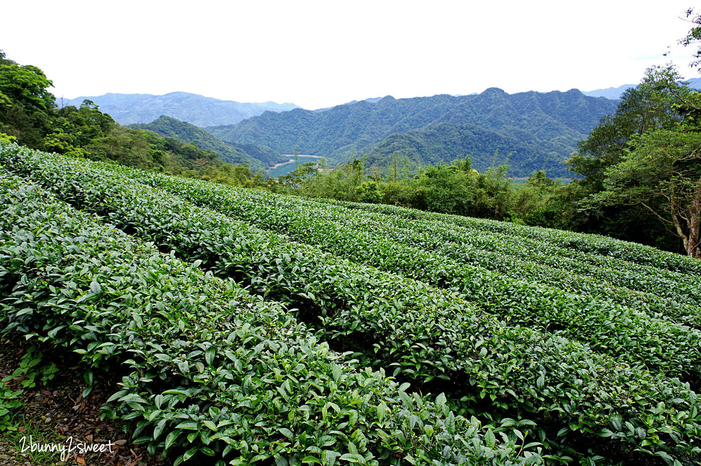 石碇千島湖觀景臺｜千島湖最佳拍照點 原來是個免門票的私人小吃店～雲鄉茶園 @兔兒毛毛姊妹花