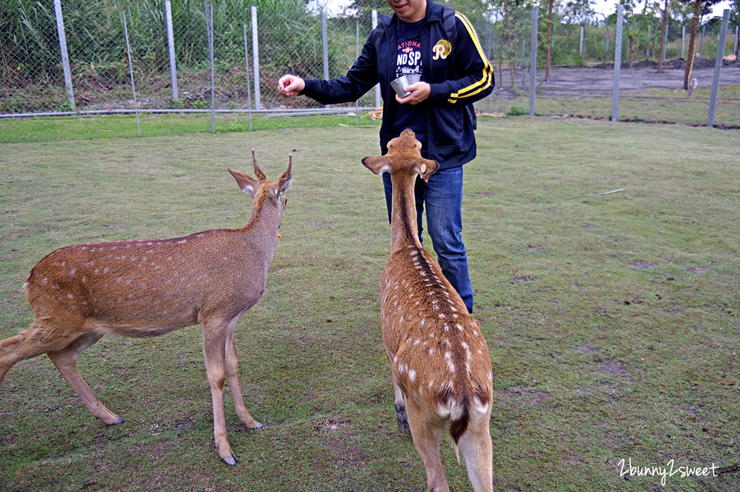 宜蘭親子景點》斑比山丘 Bambi Land 網路預約免排隊~近距離撫摸、餵食梅花鹿 x 超萌小鹿主題文創商店 x 好好拍網美拍照場景～宜蘭冬山超療癒梅花鹿休閒農場｜斑比山丘交通、停車、排隊、預約方式 @兔兒毛毛姊妹花