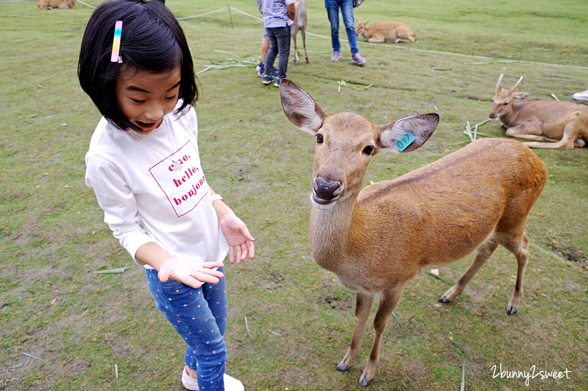 宜蘭親子景點》斑比山丘 Bambi Land 網路預約免排隊~近距離撫摸、餵食梅花鹿 x 超萌小鹿主題文創商店 x 好好拍網美拍照場景～宜蘭冬山超療癒梅花鹿休閒農場｜斑比山丘交通、停車、排隊、預約方式 @兔兒毛毛姊妹花