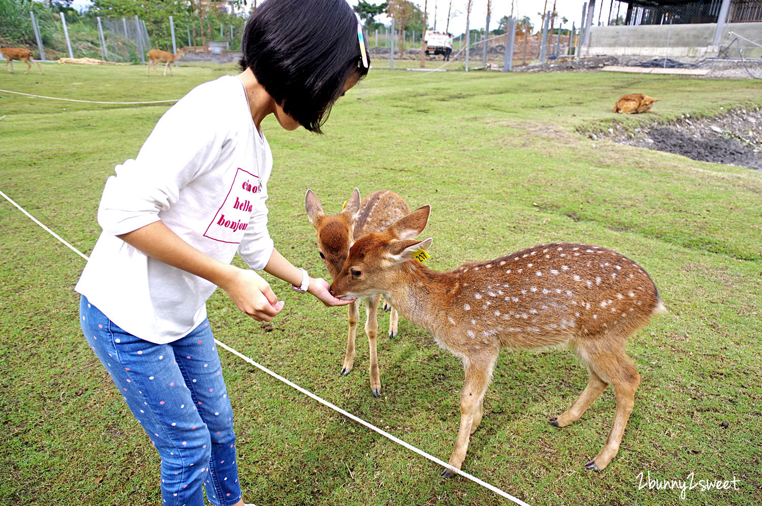 宜蘭親子景點》斑比山丘 Bambi Land 網路預約免排隊~近距離撫摸、餵食梅花鹿 x 超萌小鹿主題文創商店 x 好好拍網美拍照場景～宜蘭冬山超療癒梅花鹿休閒農場｜斑比山丘交通、停車、排隊、預約方式 @兔兒毛毛姊妹花