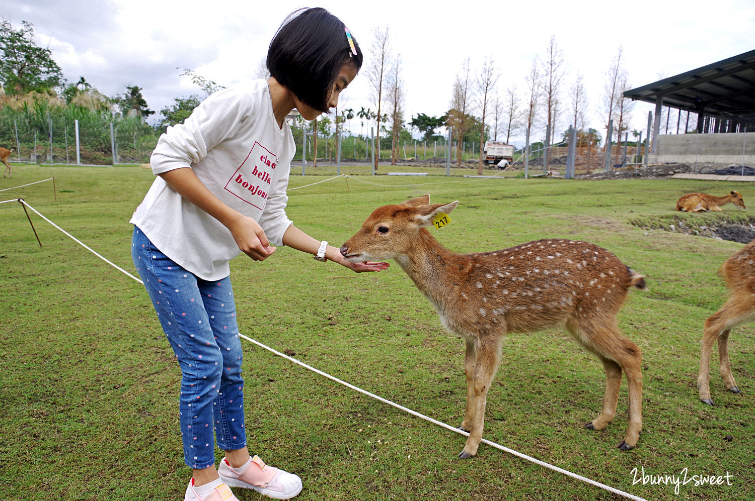 宜蘭親子景點》斑比山丘 Bambi Land 網路預約免排隊~近距離撫摸、餵食梅花鹿 x 超萌小鹿主題文創商店 x 好好拍網美拍照場景～宜蘭冬山超療癒梅花鹿休閒農場｜斑比山丘交通、停車、排隊、預約方式 @兔兒毛毛姊妹花