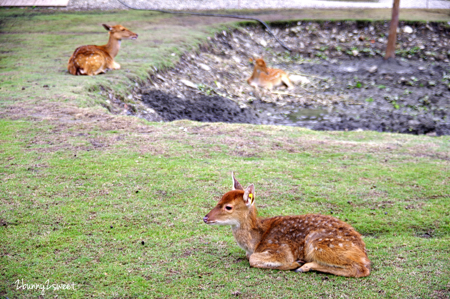 宜蘭親子景點》斑比山丘 Bambi Land 網路預約免排隊~近距離撫摸、餵食梅花鹿 x 超萌小鹿主題文創商店 x 好好拍網美拍照場景～宜蘭冬山超療癒梅花鹿休閒農場｜斑比山丘交通、停車、排隊、預約方式 @兔兒毛毛姊妹花