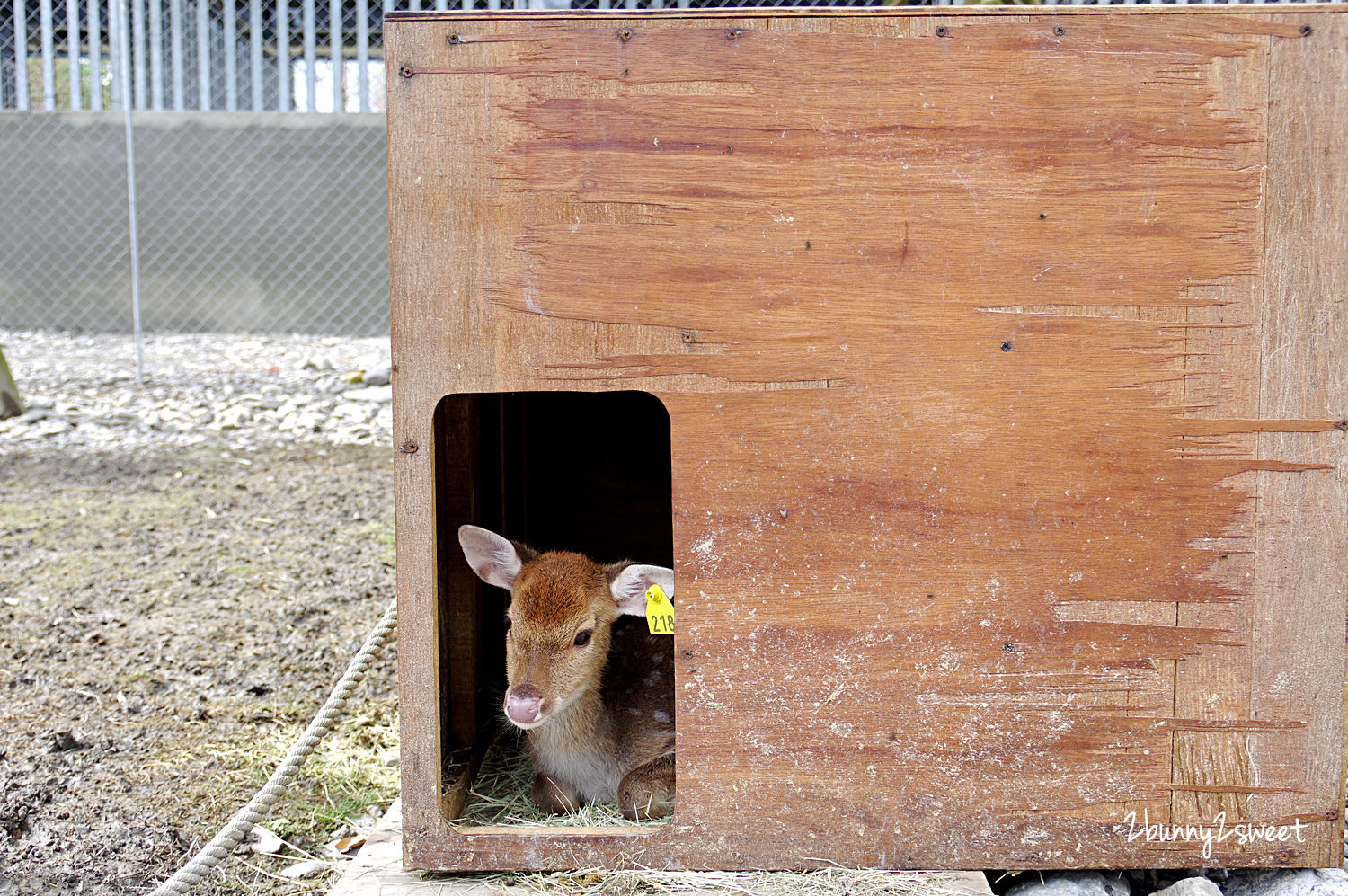 宜蘭親子景點》斑比山丘 Bambi Land 網路預約免排隊~近距離撫摸、餵食梅花鹿 x 超萌小鹿主題文創商店 x 好好拍網美拍照場景～宜蘭冬山超療癒梅花鹿休閒農場｜斑比山丘交通、停車、排隊、預約方式 @兔兒毛毛姊妹花