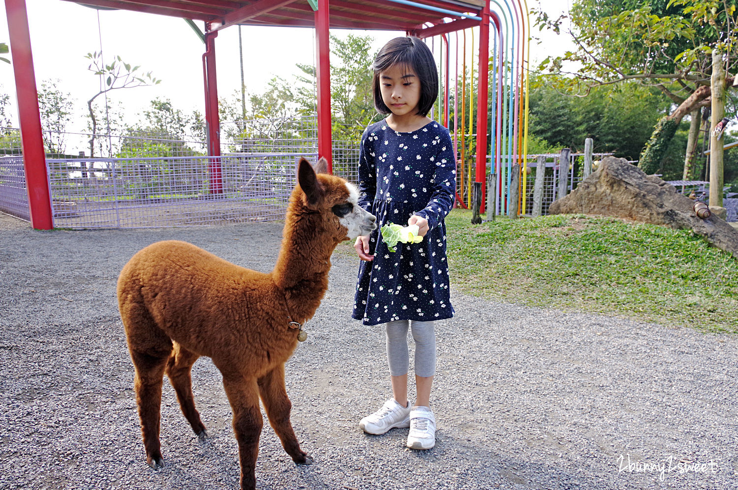 星月天空景觀餐廳｜南投八卦山無敵夜景親子農場～跟動物親密互動、嗨翻天 U 型溜滑梯 @兔兒毛毛姊妹花