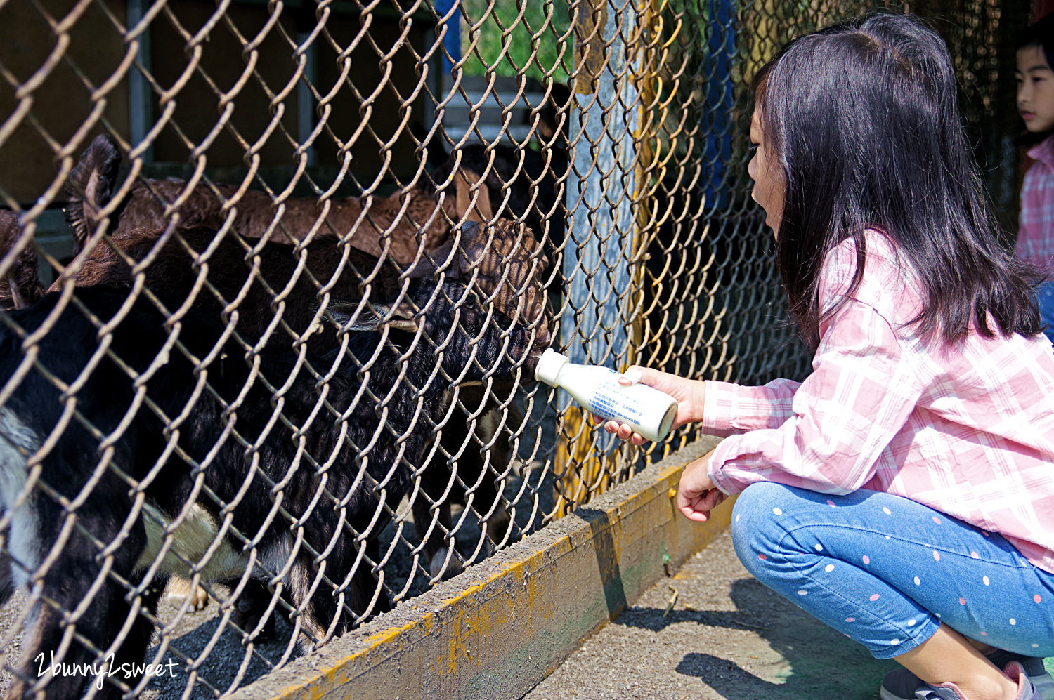 宜蘭員山親子景點》可達休閒羊場～免門票 超便宜餵動物農場～100 元可以餵羊喝奶吃草、餵雞、餵鴨、餵鵝、餵兔子、餵自己，還有羊奶冰淇淋 DIY｜宜蘭免費景點 @兔兒毛毛姊妹花