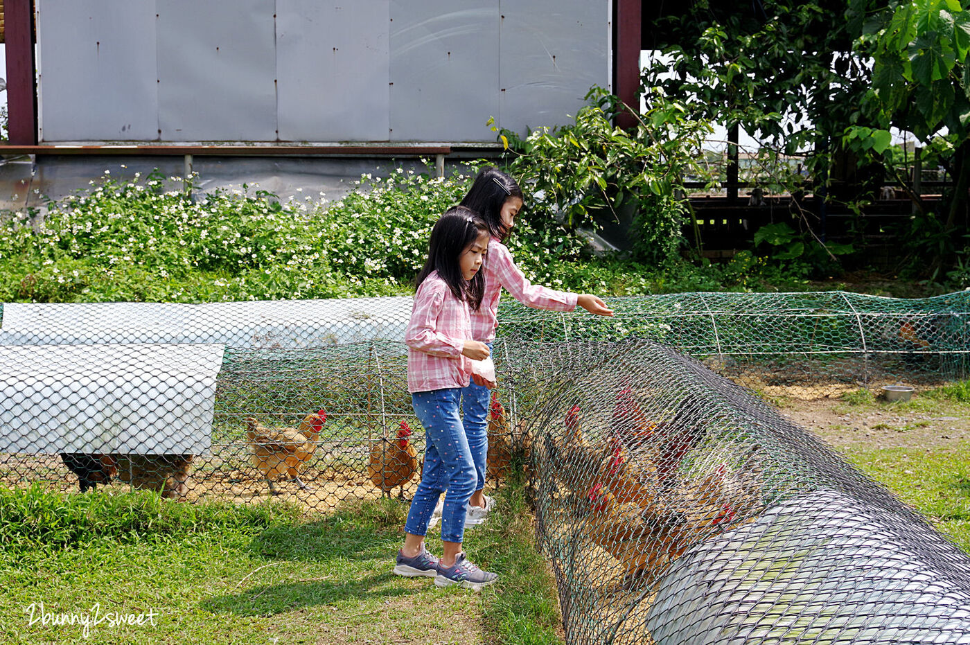 宜蘭員山親子景點》可達休閒羊場～免門票 超便宜餵動物農場～100 元可以餵羊喝奶吃草、餵雞、餵鴨、餵鵝、餵兔子、餵自己，還有羊奶冰淇淋 DIY｜宜蘭免費景點 @兔兒毛毛姊妹花