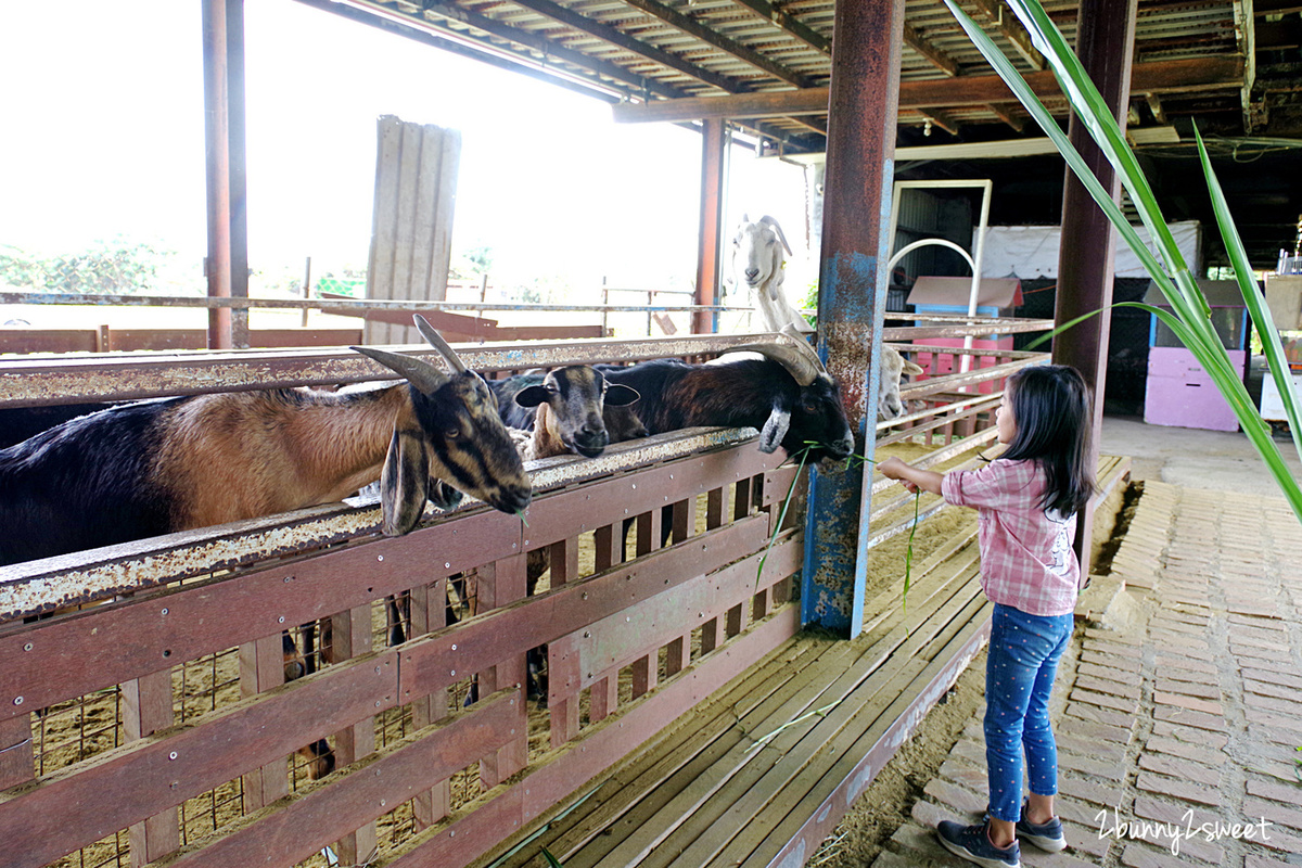 宜蘭員山親子景點》可達休閒羊場～免門票 超便宜餵動物農場～100 元可以餵羊喝奶吃草、餵雞、餵鴨、餵鵝、餵兔子、餵自己，還有羊奶冰淇淋 DIY｜宜蘭免費景點 @兔兒毛毛姊妹花