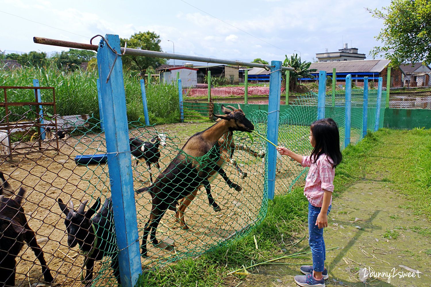 宜蘭員山親子景點》可達休閒羊場～免門票 超便宜餵動物農場～100 元可以餵羊喝奶吃草、餵雞、餵鴨、餵鵝、餵兔子、餵自己，還有羊奶冰淇淋 DIY｜宜蘭免費景點 @兔兒毛毛姊妹花