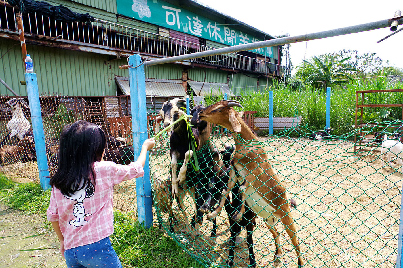 宜蘭員山親子景點》可達休閒羊場～免門票 超便宜餵動物農場～100 元可以餵羊喝奶吃草、餵雞、餵鴨、餵鵝、餵兔子、餵自己，還有羊奶冰淇淋 DIY｜宜蘭免費景點 @兔兒毛毛姊妹花