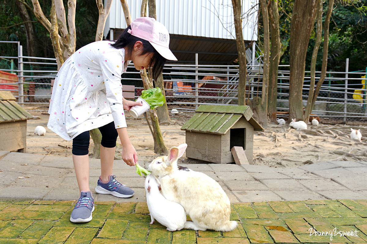 台中石岡親子景點》京葉馬場兔樂園～餵馬、餵羊、餵豬、餵滿地的天竺鼠和兔兔，還能摟著駝鳥拍照｜台中休閒農場推薦｜台中親子餵動物好去處 @兔兒毛毛姊妹花