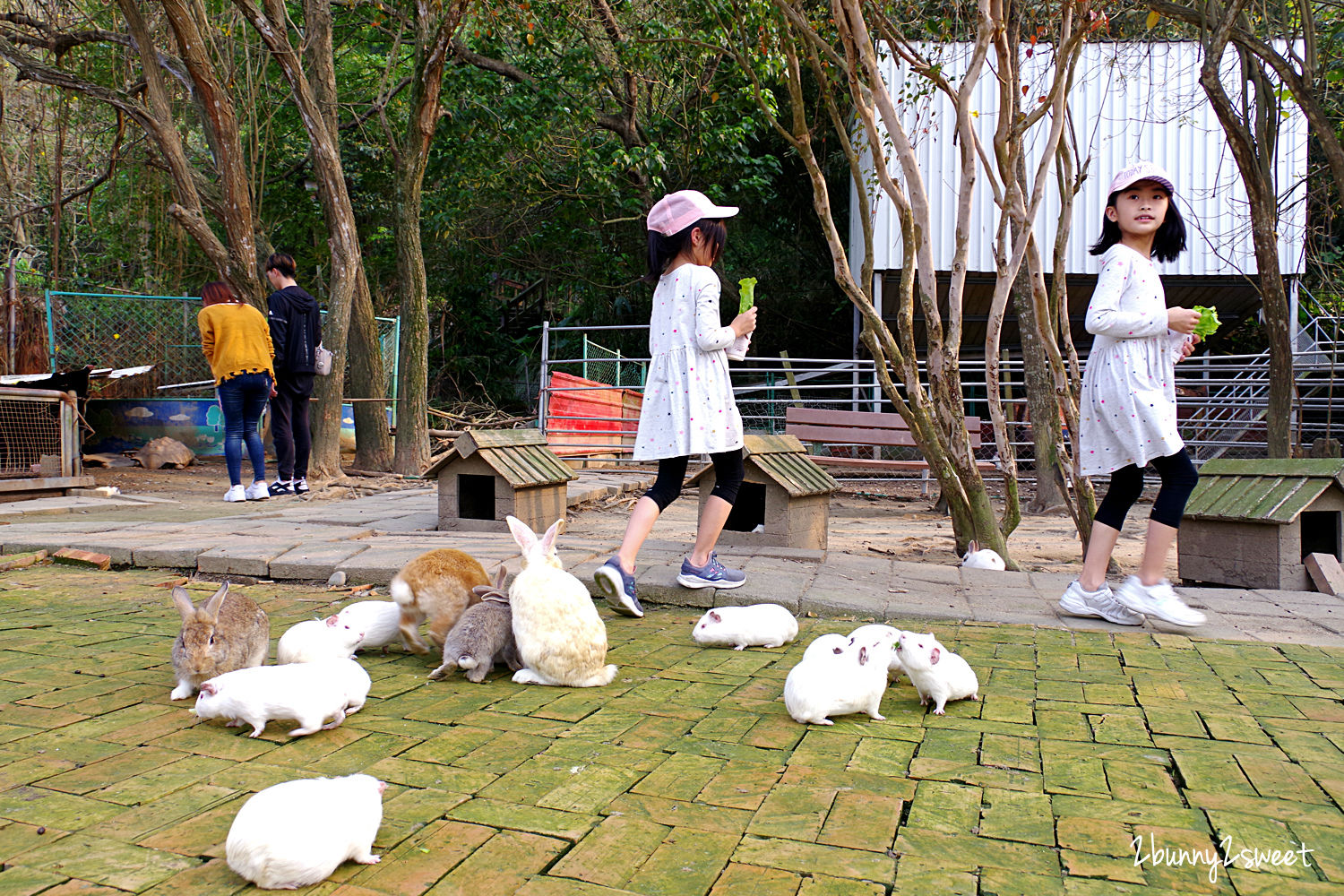 台中石岡親子景點》京葉馬場兔樂園～餵馬、餵羊、餵豬、餵滿地的天竺鼠和兔兔，還能摟著駝鳥拍照｜台中休閒農場推薦｜台中親子餵動物好去處 @兔兒毛毛姊妹花