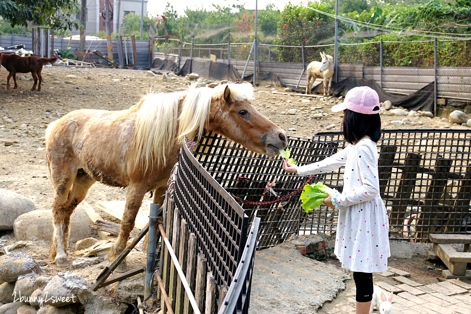 台中石岡親子景點》京葉馬場兔樂園～餵馬、餵羊、餵豬、餵滿地的天竺鼠和兔兔，還能摟著駝鳥拍照｜台中休閒農場推薦｜台中親子餵動物好去處 @兔兒毛毛姊妹花