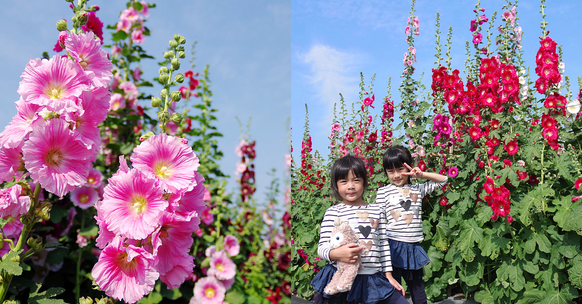 彰化員林一日遊》異國風拍照場景 x 繽紛浪漫蜀葵花迷宮 x 馬卡龍貨櫃屋餐廳 x 恐龍森林遊樂園 x 超長石頭溜滑梯～網美、情侶、親子、家庭，彰化員林老少咸宜的一日遊行程推薦 @兔兒毛毛姊妹花