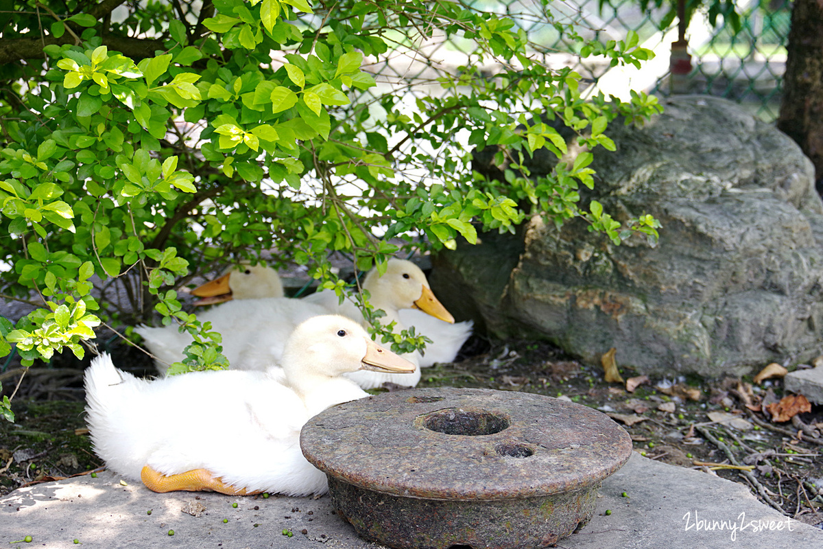 宜蘭親子景點》鴨寮故事館～超佛心、超乾淨餵動物景點，還有鹹鴨蛋 DIY、鴨賞披薩 DIY、生態導覽、吃鴨賞飯 @兔兒毛毛姊妹花