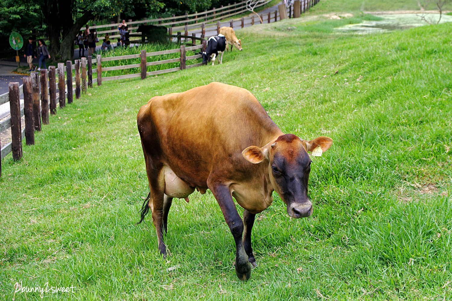 飛牛牧場｜苗栗通宵親子農場餵動物、騎馬、擠牛奶，還有牽引機溜滑梯、挖土機沙坑遊戲區 @兔兒毛毛姊妹花