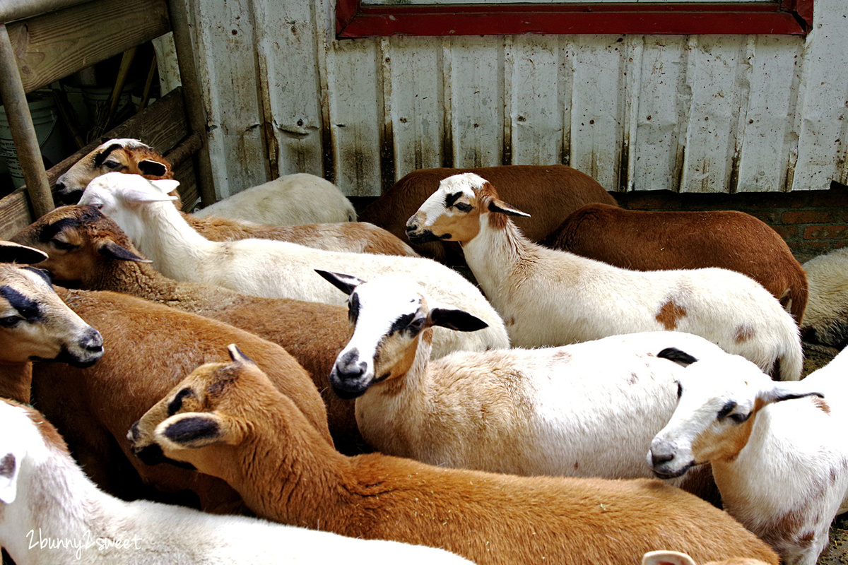 飛牛牧場｜苗栗通宵親子農場餵動物、騎馬、擠牛奶，還有牽引機溜滑梯、挖土機沙坑遊戲區 @兔兒毛毛姊妹花