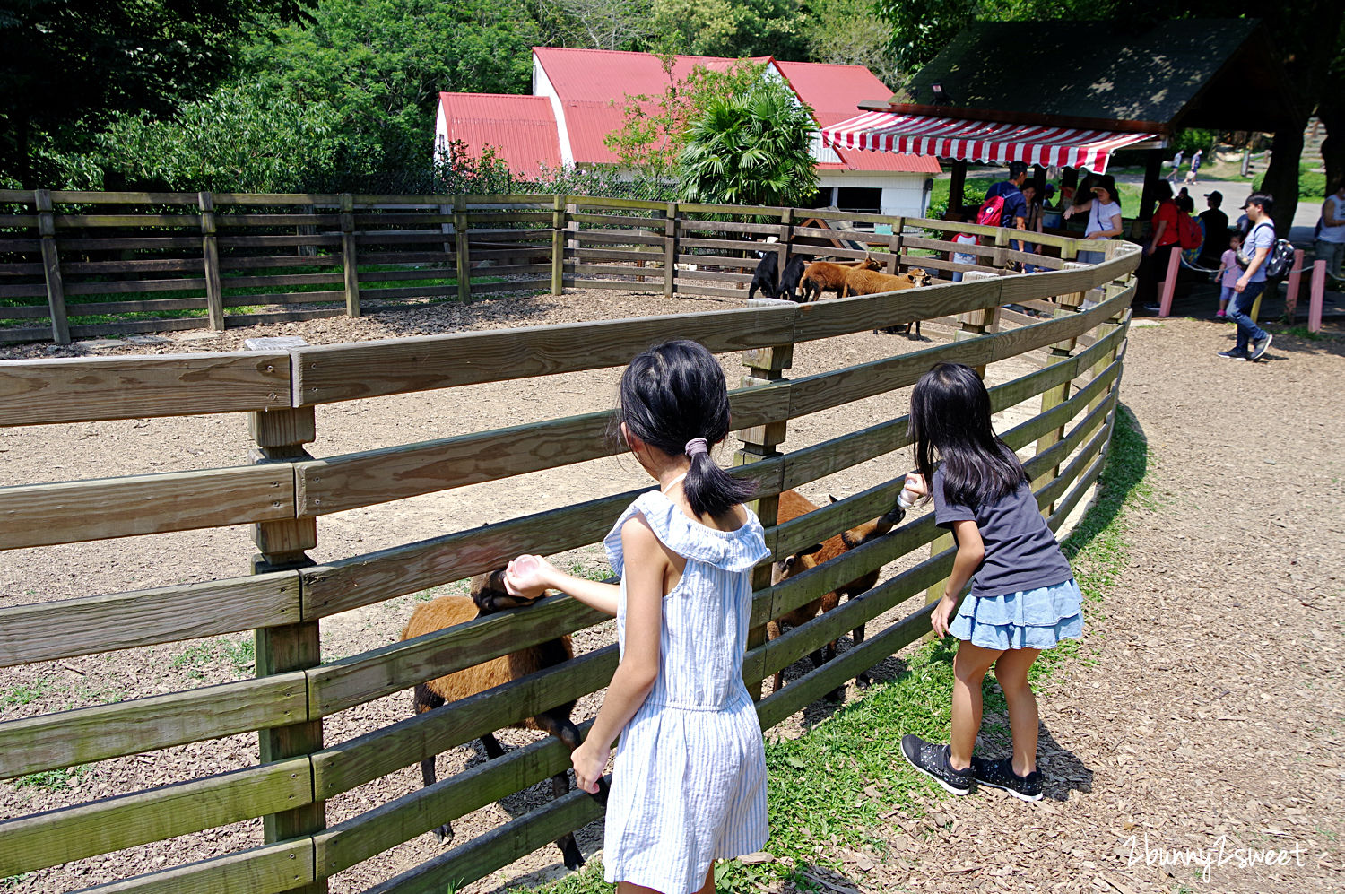 飛牛牧場｜苗栗通宵親子農場餵動物、騎馬、擠牛奶，還有牽引機溜滑梯、挖土機沙坑遊戲區 @兔兒毛毛姊妹花