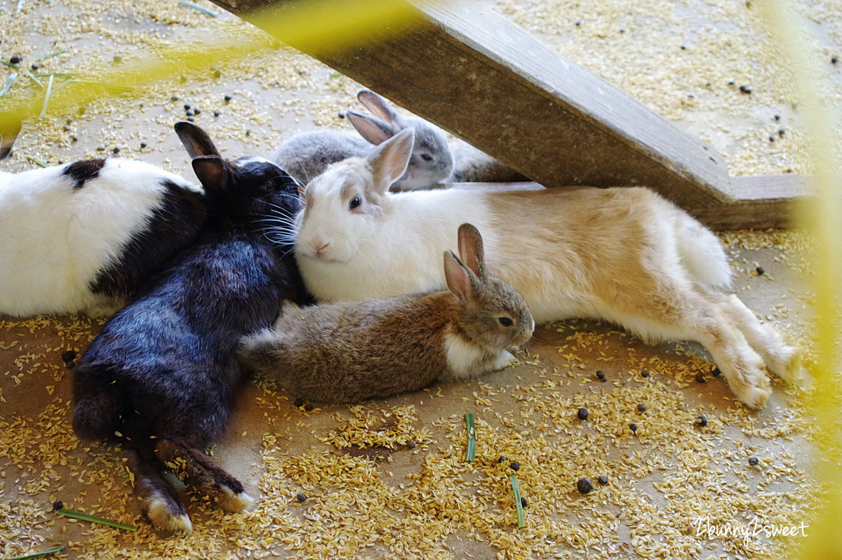 飛牛牧場｜苗栗通宵親子農場餵動物、騎馬、擠牛奶，還有牽引機溜滑梯、挖土機沙坑遊戲區 @兔兒毛毛姊妹花