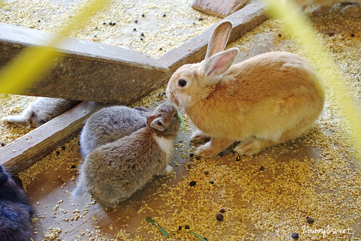 飛牛牧場｜苗栗通宵親子農場餵動物、騎馬、擠牛奶，還有牽引機溜滑梯、挖土機沙坑遊戲區 @兔兒毛毛姊妹花