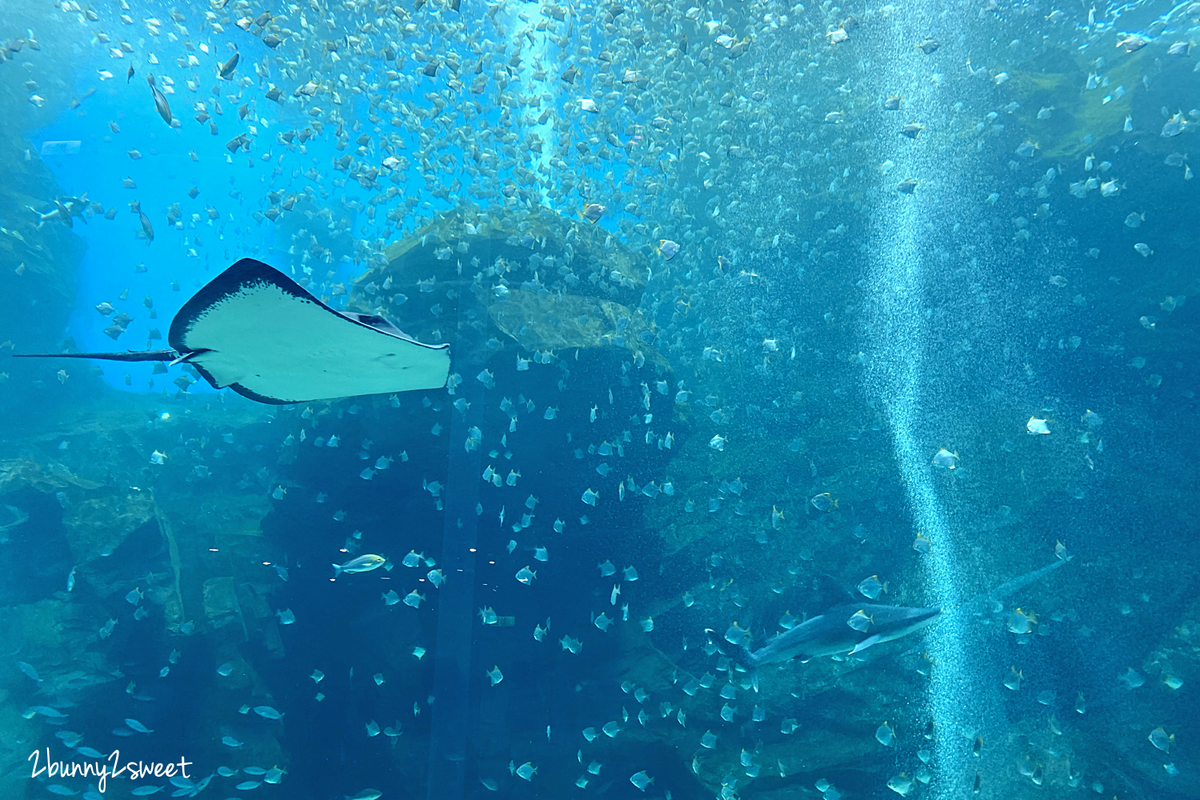 Xpark 水族館｜桃園景點～橫濱八景島跨海打造全台首座都會型水生公園 @兔兒毛毛姊妹花